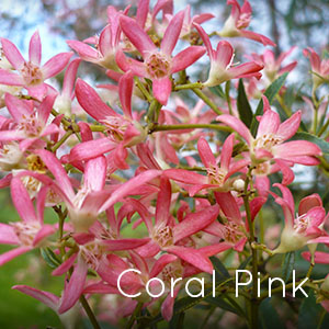 Photo of Coral Pink Christmas Bush
